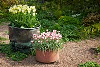 Pots at Glebe Cottage. Tulipa 'Spring Green' and Tulipa clusiana