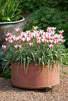 Tulipa clusiana growing in a pot at Glebe Cottage