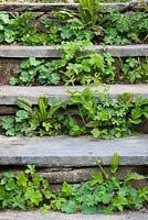 Alchemilla mollis and geraniums - Self sown seedlings growing in risers of steps at Glebe Cottage