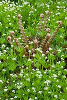 Polystichum setiferum 'Plumo-Densum', Galium odoratum syn. Asperula odorata - Emerging soft shield fern growing up through sweet woodruff