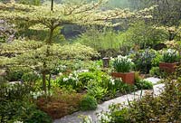 Cornus controversa 'Variegata' in spring with pots of Narcissus 'Silver Chimes'