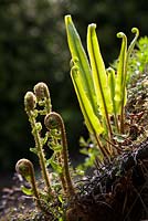Emerging ferns including Asplenium scolopendrium. Hart's tongue fern