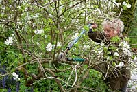 Carol cutting dead branches out of Exochorda x macrantha 'The Bride' with loppers