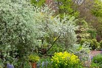Elaeagnus angustifolia 'Quicksilver' and Pyrus salicifolia 'Pendula' - weeping pear - in the brick garden at Glebe Cottage