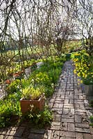The brick garden at Glebe Cottage in spring from under the willow. Narcissus jonquilla 'Flore Pleno' in galvanised buckets and Tulipa 'Abu Hassan' and T. 'Yellow Purissima' in terracotta pots