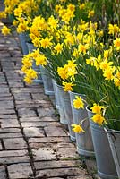Brick path lined with Narcissus jonquilla 'Flore Pleno' in galvanised buckets. Also known as Narcissus x odorus Plenus