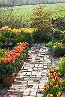 Path in the brick garden at Glebe Cottage with pots of tulips. Tulipa 'Prinses Irene' and 'Yellow Purissima'