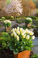 Tulipa 'Purissima' in square terracotta pots lining the steps with Magnolia x loebneri 'Leonard Messel' in the distance