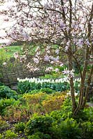 Spring foliage at Glebe Cottage under Magnolia x loebneri 'Leonard Messel'