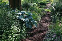 Mulch path with Hosta sieboldiana 'Blue-leaf funkie', Lamium maculatum 'Chequers'