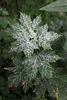 Uncinula tulasnei on Acer platanoides - Powdery mildew