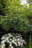 Hydrangea under Cephalanthus occidentalis