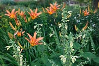 Hemerocallis and Salvia glutinosa