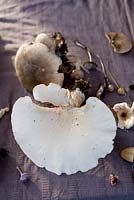 Wild mushroom selection