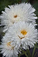 Leucanthemum 'Sante' - chrysanthemum