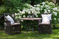 Two wicker armchairs with white linen cushions and a bistro table with candle holders against a backdrop of white flowering Hydrangea arborescens 'Annabell'