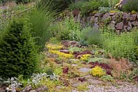 Gravel garden with a dry stone wall and a path with stepping stones through sedum planting. Plants are Lavandula, Miscanthus sinensis, Sedum acre, Sempervivum, Stachys byzantina and Taxus baccata