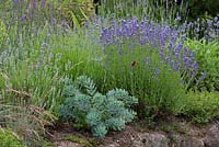 Mediterranean inspired planting with a butterfly and Euphorbia myrsinites and Lavandula