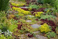Granite stepping stones in a Sedum planting are covered with lichens. Sedum acre, Sedum album and Sempervivum
