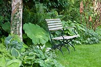 Wood and iron garden bench next to Astilboides tabularis, Betula, Dryopteris, Hosta and Rodgersia