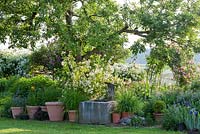 Climbing roses up an old apple tree and a granite watering trough with container plants  