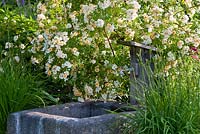 Climbing roses back a granite trough that serves as watering station, Rosa 'Helenae's Seedling'