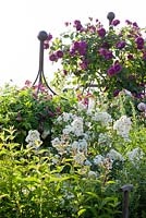 Roses and Clematis climbing up a metal plant support, Rosa 'Erinnerung an Brod' and  'Guirlande d'Amour',  Clematis viticella 'Madame Julia Corevon' 