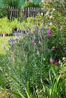 Detail from perennial border in a Bavarian country garden, in the background, traditional picket fence and plants in pots, Roses - 'Belle de Crecy' and 'Leda', Linaria purpurea