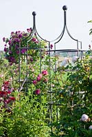 Rosa 'Erinnerung an Brod' and 'Gloire de Dijon'  - climbing roses on metal supports in a Bavarian country garden