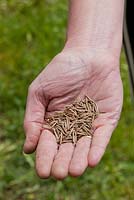 Hand with the seed of common salsify