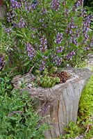 A hollow tree trunk planted with Sempervivum next to flowering Salvia officinalis 