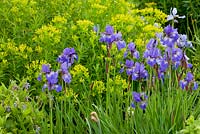 Iris sibirica'blue brilliant' and euphorbia palustris 