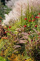 Mixed late summer border with Perilla frutescens 'nankinensis, Micanthus sinensis, pennisetum setaceum and Zinnia angustifolia