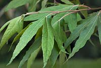 Platanus wrightii - Arizona Sycamore foliage