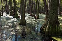 Taxodium distichum, Alabama USA - Bald Cypress-Water Tupelo Swamp 