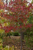 Nyssa sylvatica, commonly known as black tupelo or black gum