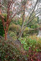 Colourful trunks of Acer griseum and Eucalyptus pauciflora subsp. niphophila beside the lake. The Dingle Garden, Welshpool, Powys, Wales