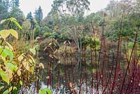 Lakeside planting glimpsed through red cornus stems, with Eucalyptus pauciflora subsp. niphophila. The Dingle Garden, Welshpool, Powys, Wales