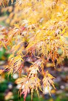 Acer palmatum var. dissectum 'Seiryu'. The Dingle Garden, Welshpool, Powys, Wales