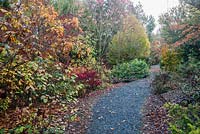 Path through woodland garden past acers, hydrangeas and red Euonymus alatus. The Dingle Garden, Welshpool, Powys, Wales