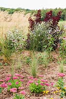 Prairie planting includes Cotinus 'Royal Purple', Stipa gigantea, asters and sedums. Ragley Hall, Alcester, Warwickshire, UK