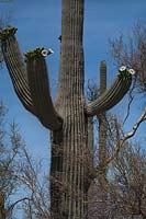 Carnegiea gigantea - saguaro cactus, Arizona USA