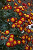 Chrysanthemum 'Case d'Orleans'