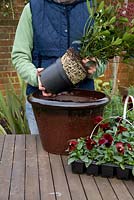 Step by step. Adding Skimmia. Planting a winter container with Viola 'Panola Red' and Skimmia japonica 'Rubella'
