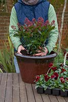 Step by step. Adding Skimmia. Planting a winter container with Viola 'Panola Red' and Skimmia japonica 'Rubella'
