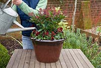 Step by step. Watering container. Planting a winter container with Viola 'Panola Red' and Skimmia japonica 'Rubella'
