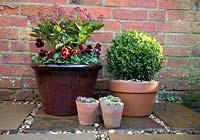 Winter container planted with Viola 'Panola Red' and Skimmia japonica 'Rubella'