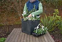 Positioning plants - Step by step winter container with Viola panola 'White', Sarcococca - Christmas Box and Hedera - Ivy  