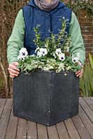 Step by step winter container with Viola panola 'White', Sarcococca - Christmas Box and Hedera - Ivy  