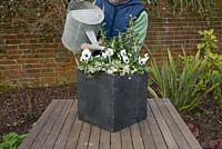 Watering finished container - Step by step winter container with Viola panola 'White', Sarcococca - Christmas Box and Hedera - Ivy  